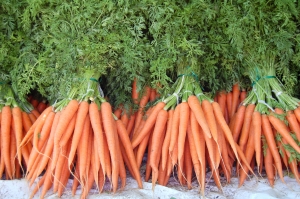 Urban Revolution science project