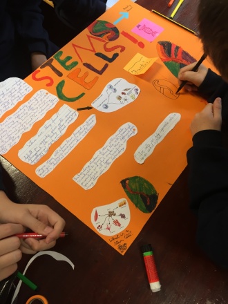 1st Year Science students work on stem cells project Photo: Ms. O'Sullivan
