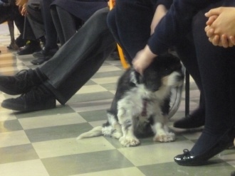 Members of the DSPCA talk to Junior Cycle students. Photo: Moya Richardson McCrea
