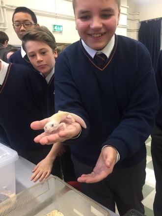 Science Week 2016 - loving our reptile friends! Photo: Ms. O'Sullivan
