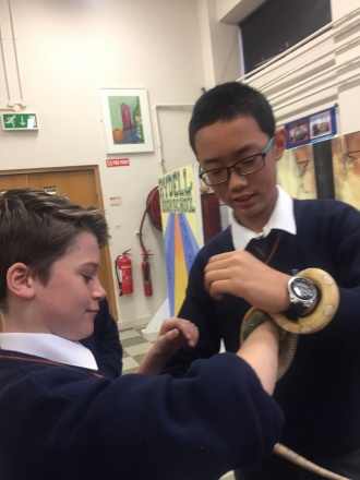 Science Week 2016 - loving our reptile friends! Photo: Ms. O'Sullivan
