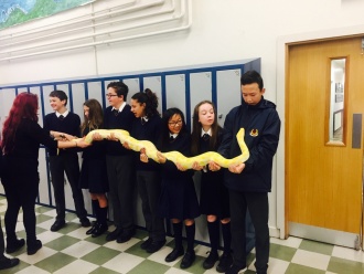 Science Week 2016 - loving our reptile friends! Photo: Ms. O'Sullivan
