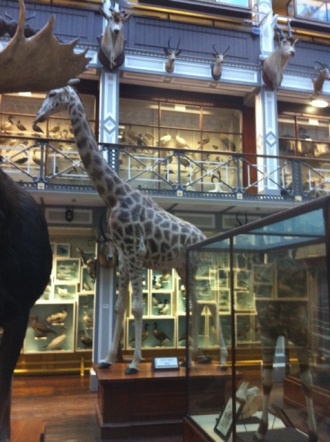 5th and 6th Year visit to Natural History Museum Photo: Ms. O'Sullivan
