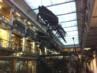 5th and 6th Year visit to Natural History Museum Photo: Ms. O'Sullivan
