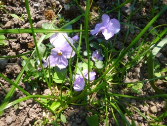 School bio-diversity garden, early May 2017 Photo: Ms. O'Kelly
