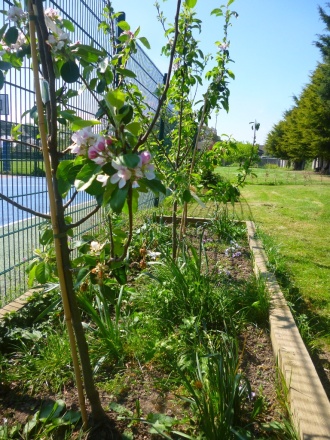 School bio-diversity garden, early May 2017 Photo: Ms. O'Kelly
