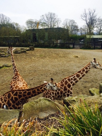 5th Year Ecology Field trip to Dublin Zoo Photo: Ms. O'Sullivan
