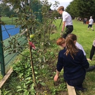 Stratford's Bio-diversity garden, October 2016 Photo: O. Delargy
