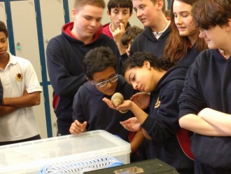 Science Week 2016 - Reptiles in the Hall! Photo: Mr. Fennell 

