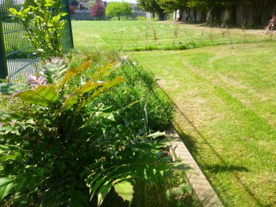 TY tending to Stratford’s Bio-diversity Garden