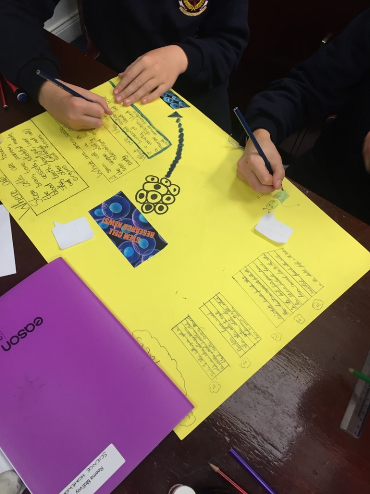 1st Year Science students work on stem cells project Photo: Ms. O'Sullivan
