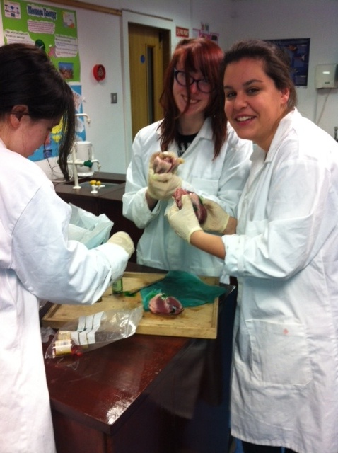 Dissecting a heart in a 6th Year Biology lab. Photo: Ms. O'Sullivan
