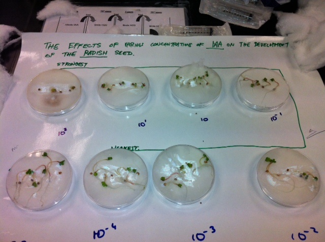 6th Year Biology Practicals, Maynooth Photo: Ms. O'Sullivan
6th Year Biology Practicals, Maynooth Photo: Ms. O'Sullivan