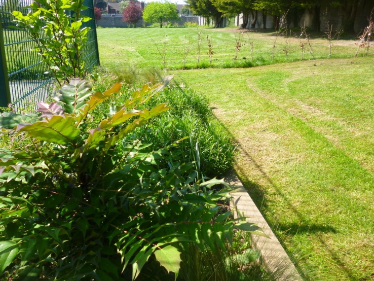 School bio-diversity garden, early May 2017 Photo: Ms. O'Kelly
School bio-diversity garden, early May 2017 Photo: Ms. O'Kelly