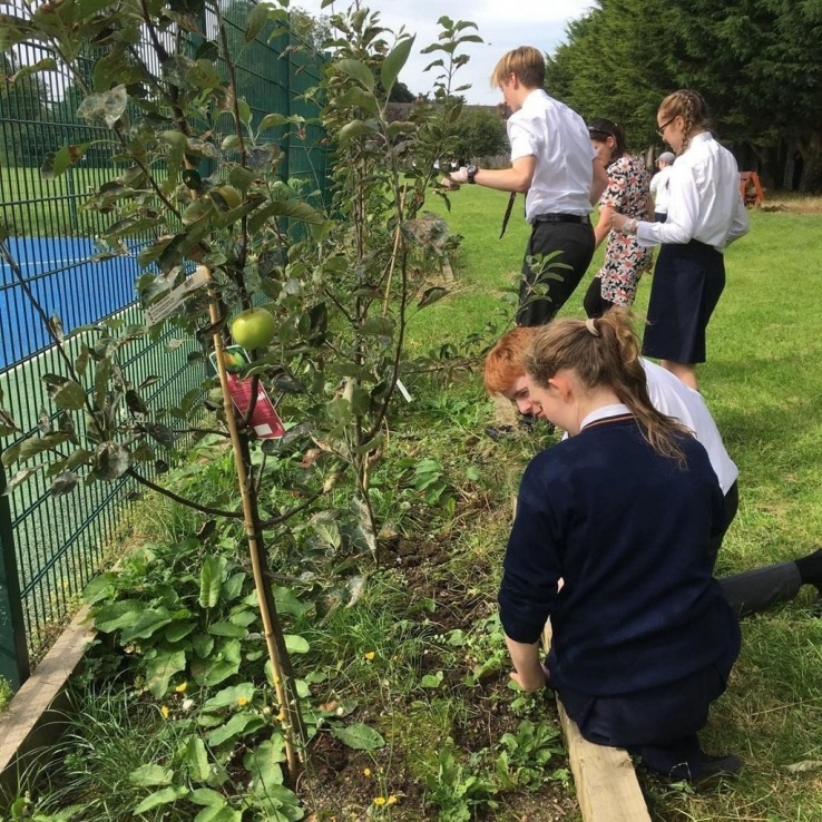 Stratford's Bio-diversity garden, October 2016 Photo: O. Delargy
Stratford's Bio-diversity garden, October 2016 Photo: O. Delargy