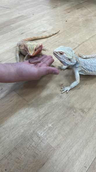 1st Year Reptiles 12 Apr2024 A1 
