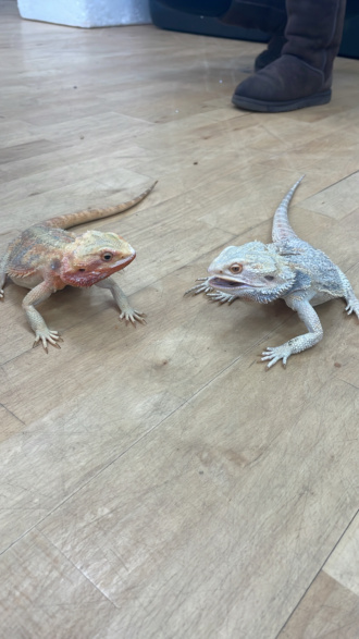 1st Year Reptiles 12 Apr2024 A3 
