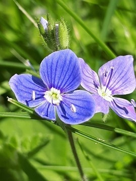 Eye on Nature competition: May 2021 K Wilcoxson, 5th Year
