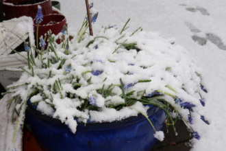 Snow Stratford 1 March2024 IMG 4438 
