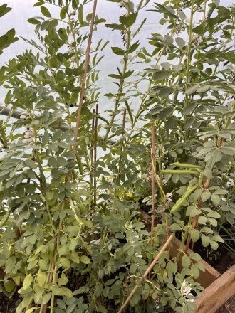 Stratford polytunnel 16 April2026 IMG 0007 
