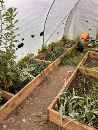 Stratford polytunnel 16 April2026 IMG 0009 
