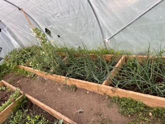 Stratford polytunnel 16 April2026 IMG 0010 
