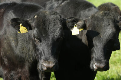 Two Transition Year students selected to move forward in Certified Irish Angus Beef competition
