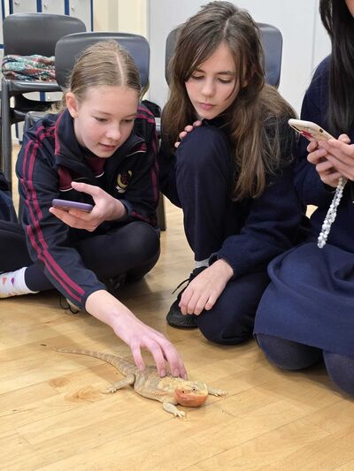 Science Week 2024: 1st Year workshop with Reptile Haven, 13th - 15th November