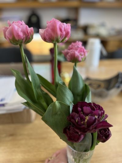 Early Spring produce from the school polytunnel