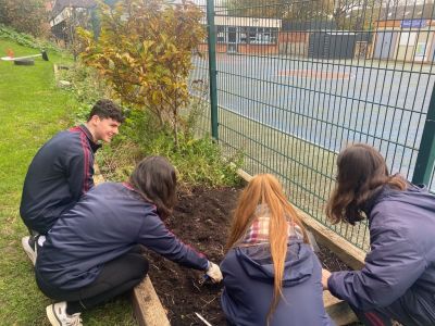 The HETI Crocus Project: TYs plant yellow crocus bulbs
