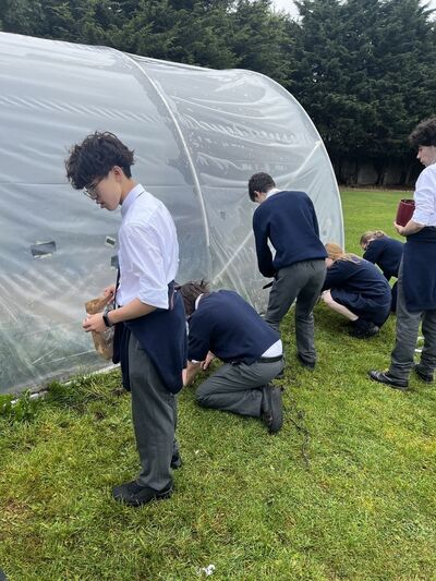 TYs plant spring bulbs