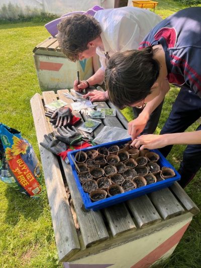 Spring planting at the polytunnel by the TYs