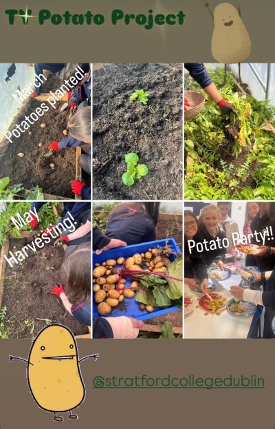 Stratford's polytunnel: the TYs cook their own school-grown potatoes!