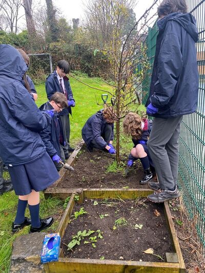 The Crocus Project - TY students plant yellow crocus bulbs