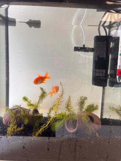 Two new arrivals in the Science Lab - the school goldfish
