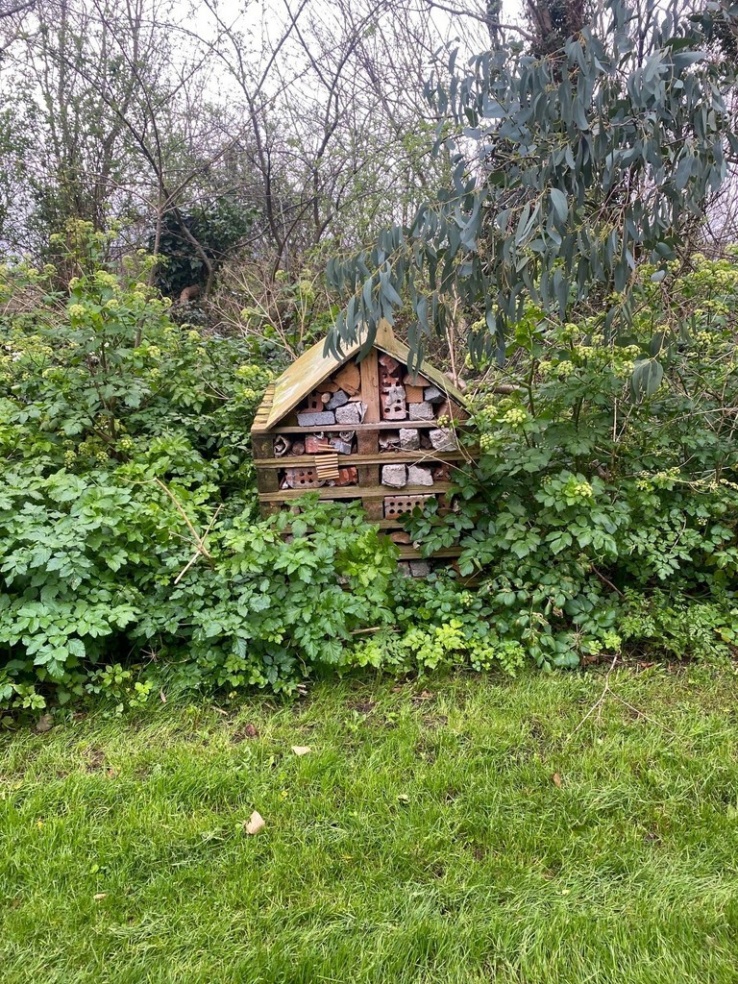 HSD bug Motel 21 March2024 
