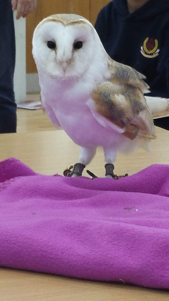 Science Week 2018 in Stratford College Photo: Ms Finnegan
