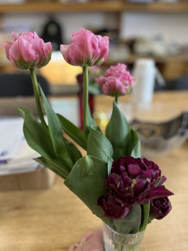 Stratford polytunnel 16 April2026 IMG 9810 
