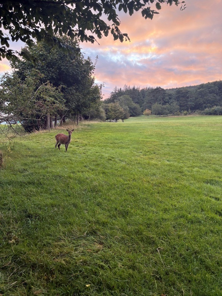 Fawn Dawn Larch Hill Photo by Lucy (TY)
